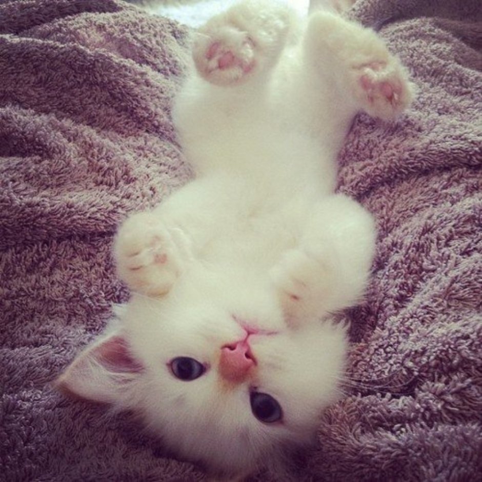 Мимимишные котята