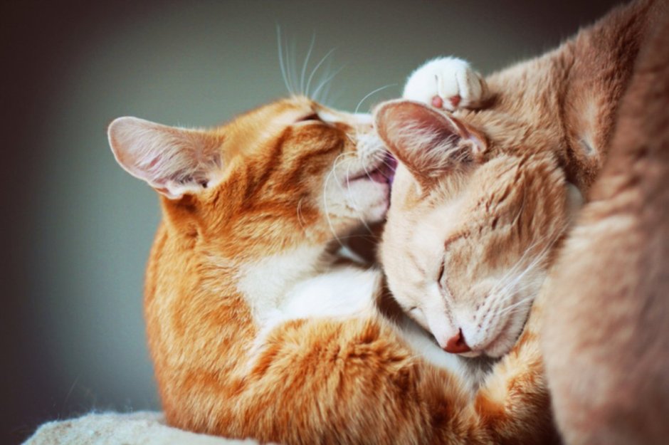 Влюбленные коты