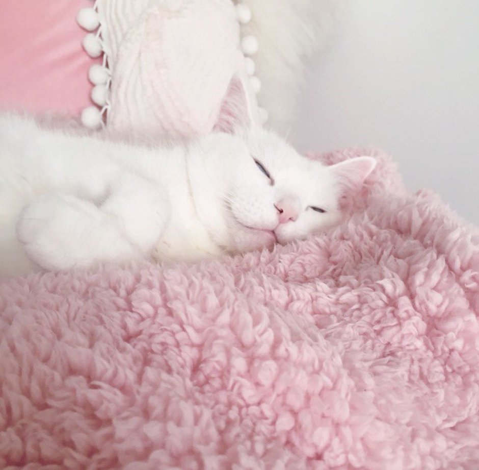 Розовый кот Эстетика