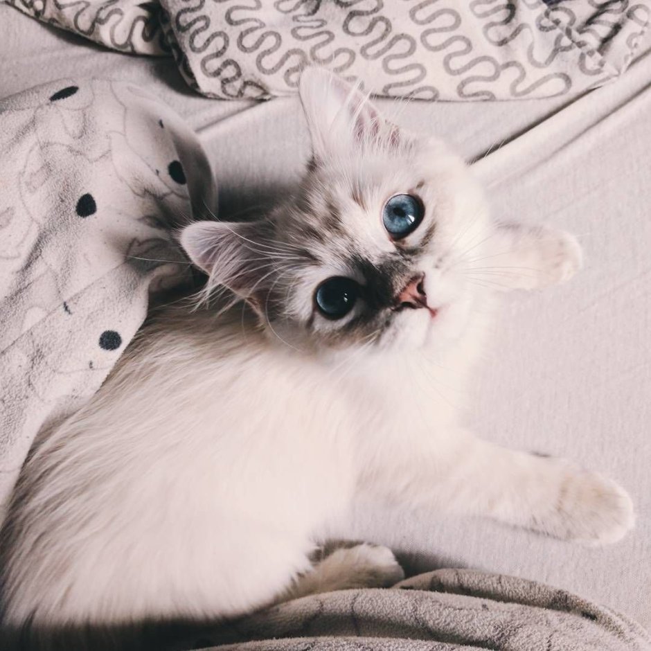 Милые котики