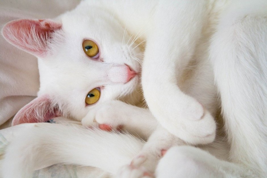 Белая кошка нежится