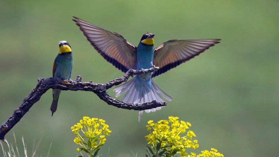 Природа птицы