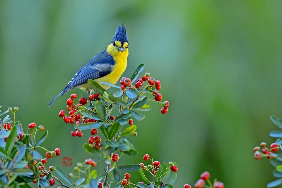 Природа птицы