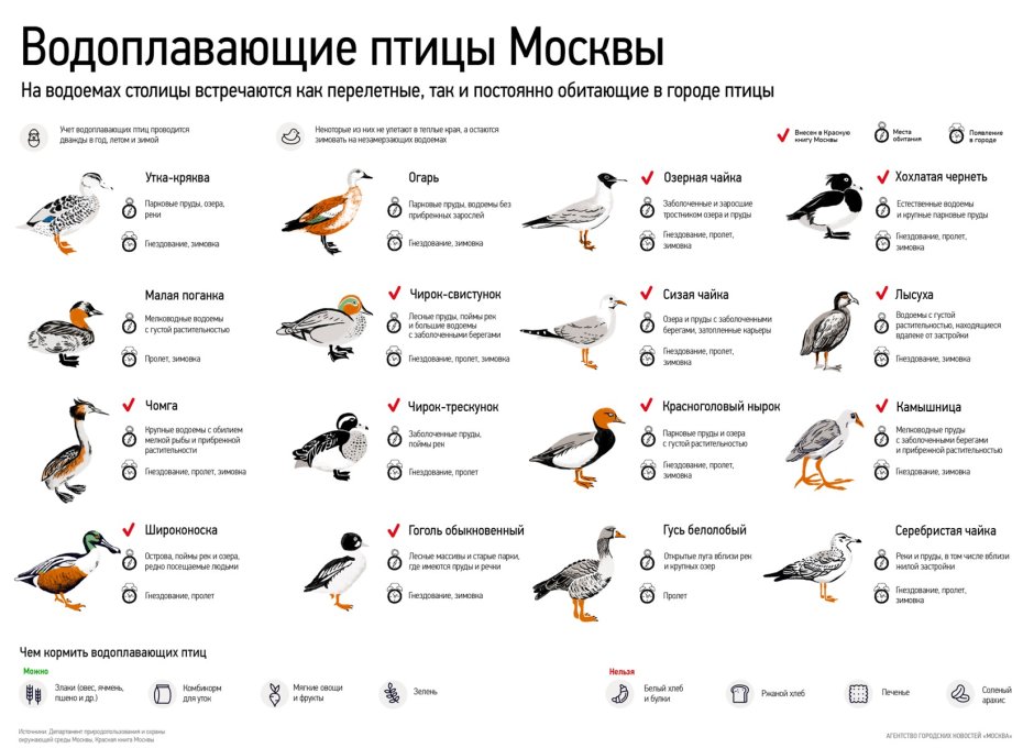 Водоплавающие птицы кряква
