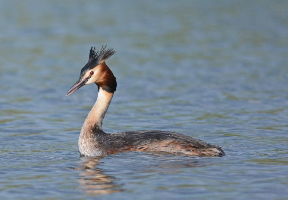 Красношейная поганка (Podiceps auritus)