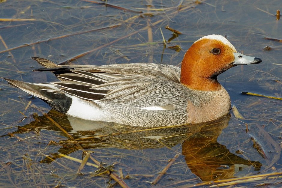 Поганка малая (Podiceps ruficollis)