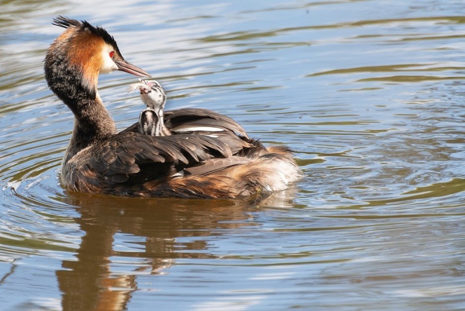 Утка водоплавающая птица кряква