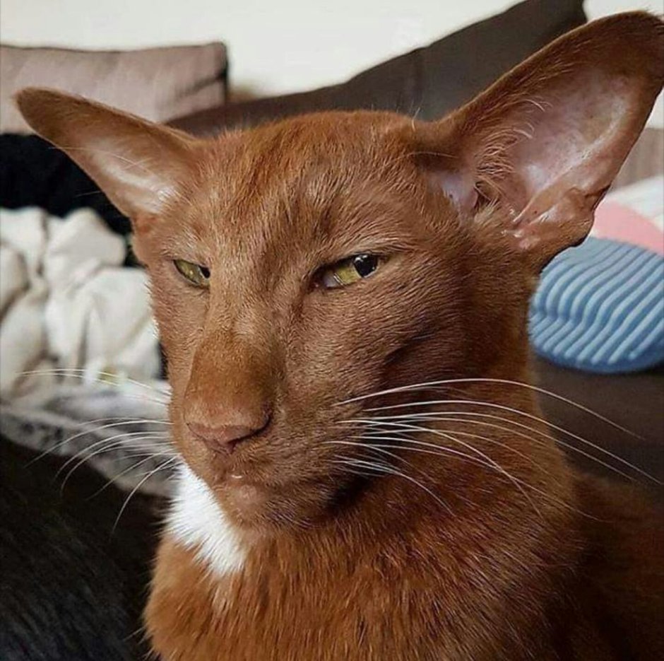Коты ориенталы грузины