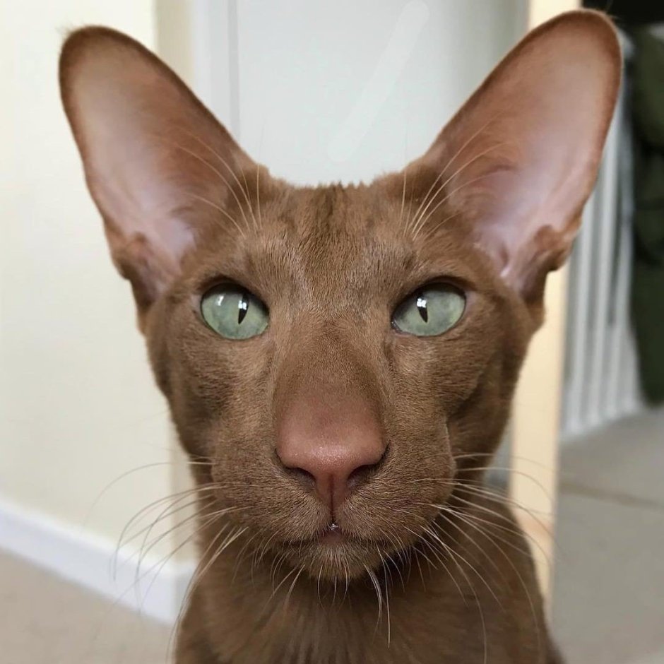 Коты ориенталы грузины