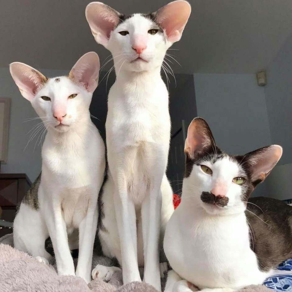 Ориентальная кошка