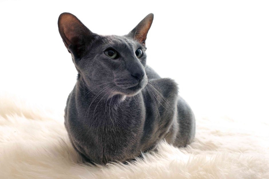 Кот грузин Ориентальная кошка