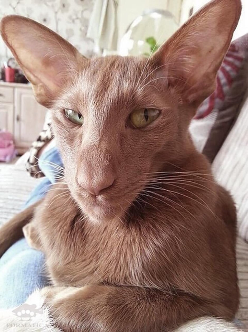 Кошка Ориентал грузин