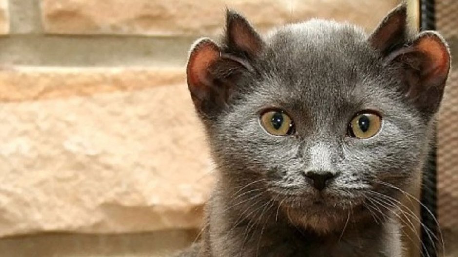 Кот йода с 4 ушами