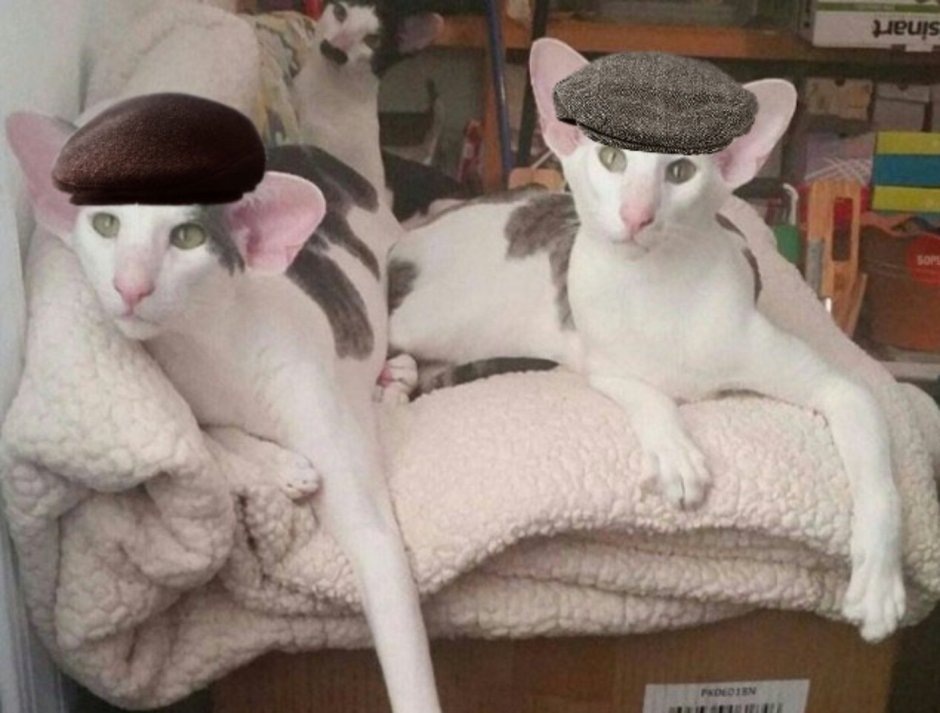Кот грузин смешной