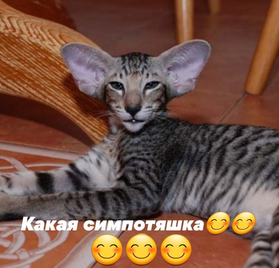 Ориентальный кот грузин