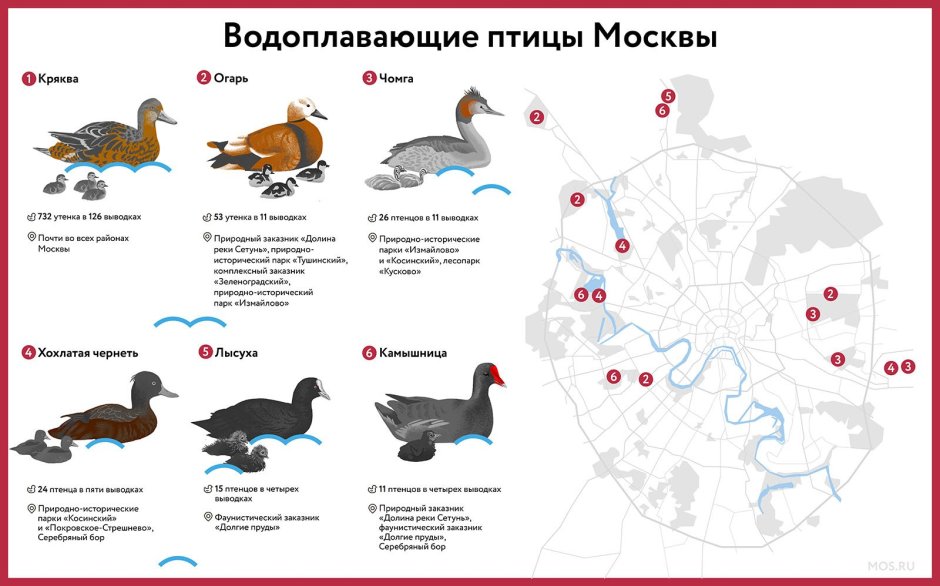 Водные птицы список