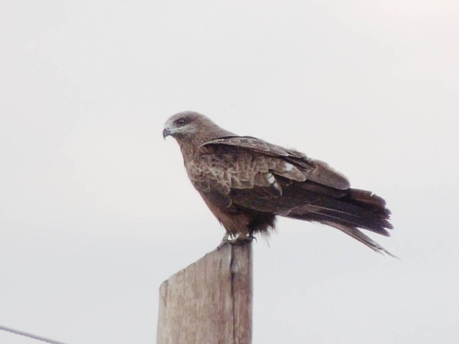 Канюковый Коршун