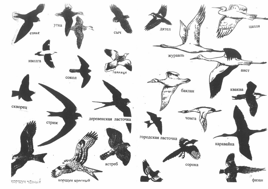 Силуэты хищных птиц в полете