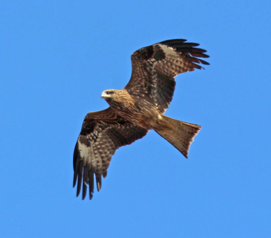 Сибирский черный Коршун