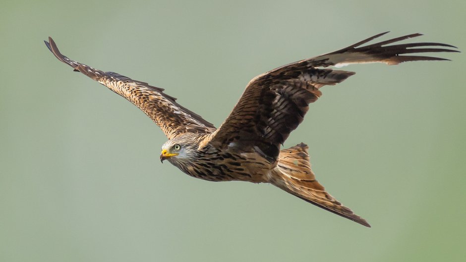 Ястреб-перепелятник размах крыльев