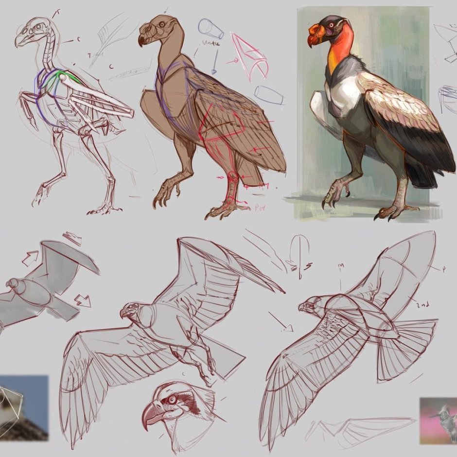 Ястреб анатомия референс