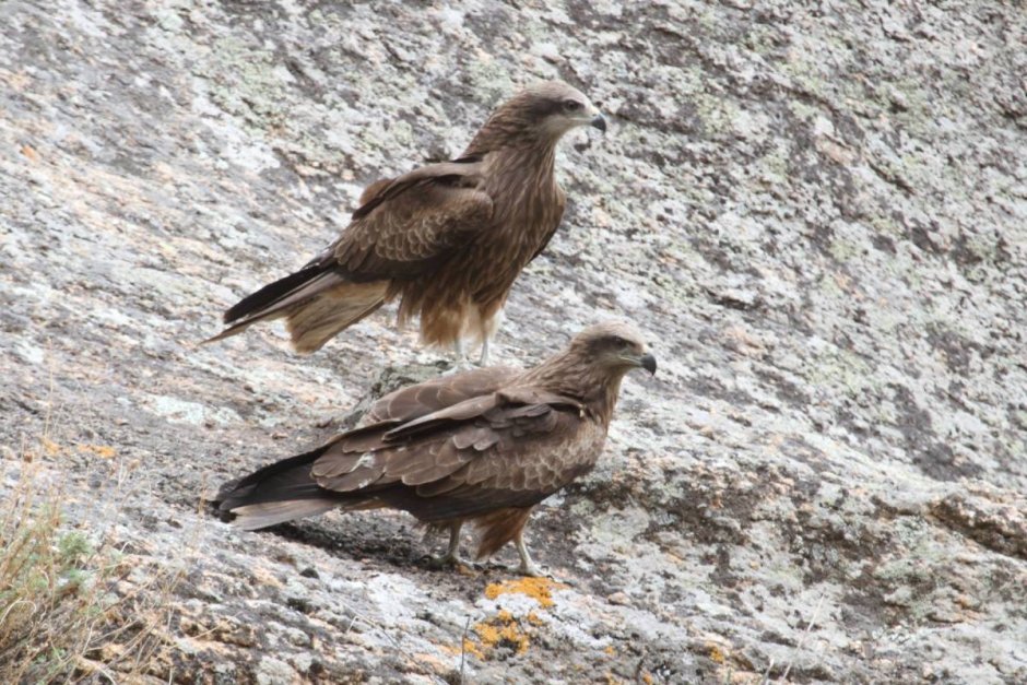 Сибирский черный Коршун