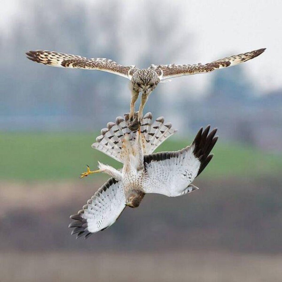 Птица охотится на мышей