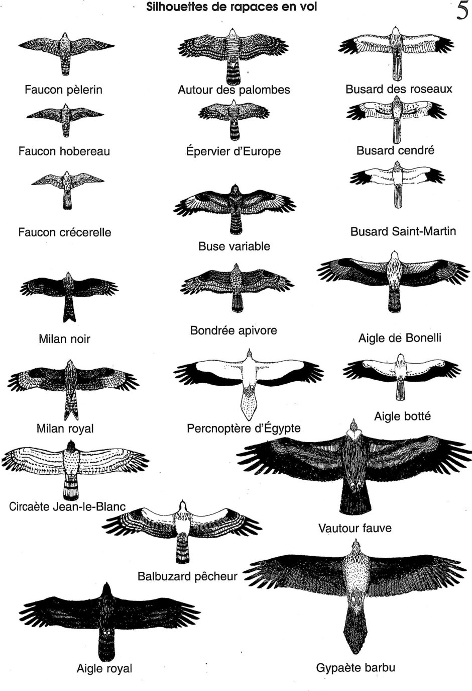 Сокол ястреб Коршун Орел отличия