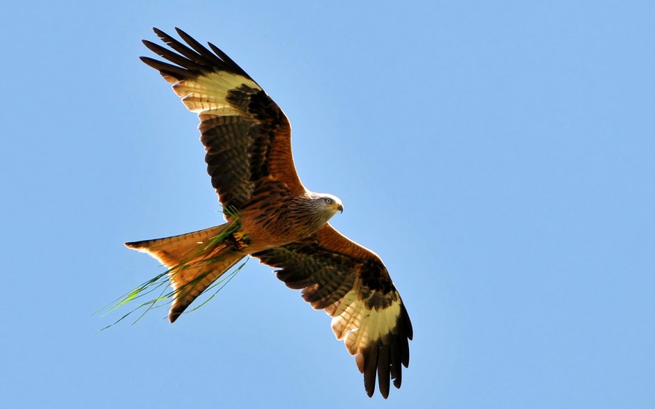 Полет коршуна