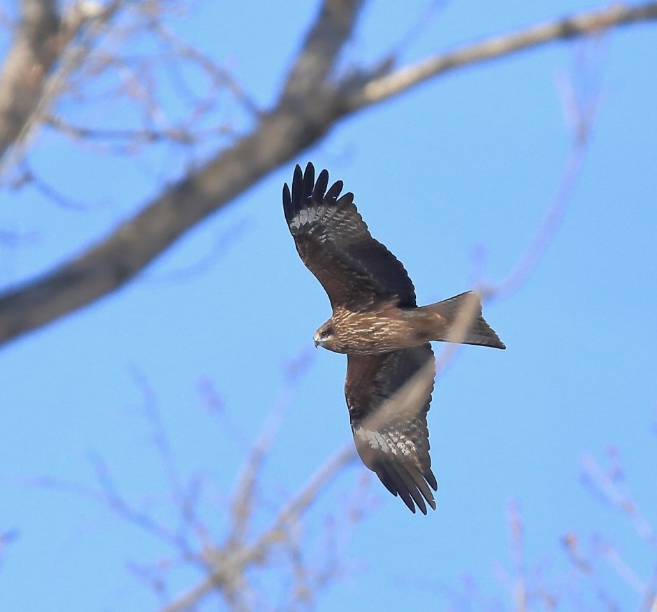 Гайворон птица