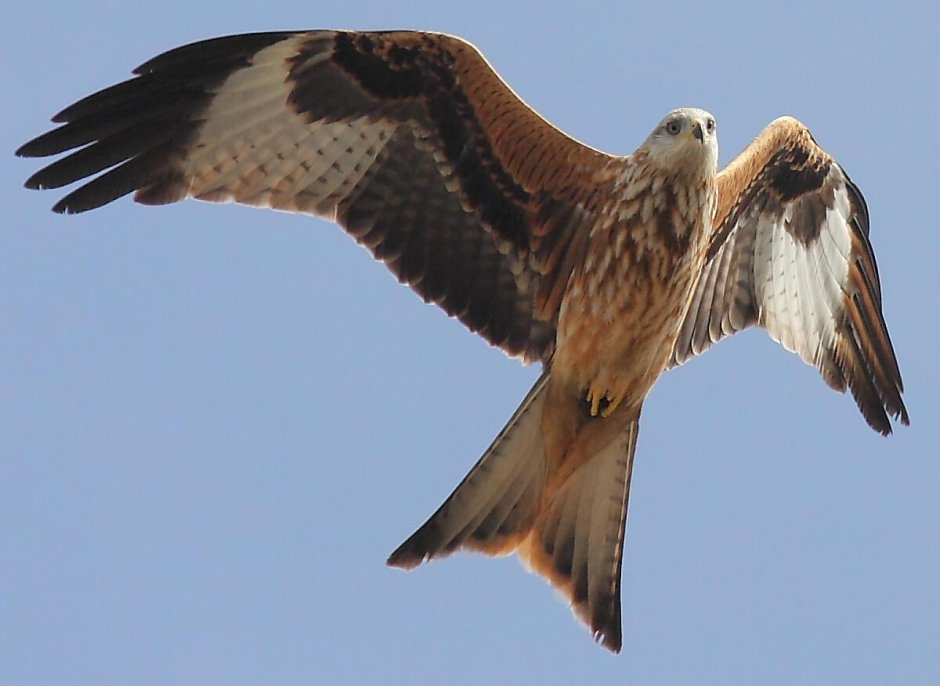 Красный Коршун Milvus Milvus