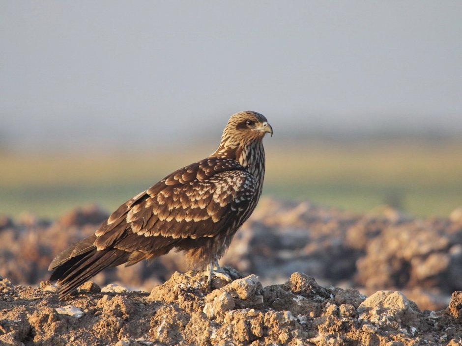 Коршун ареал