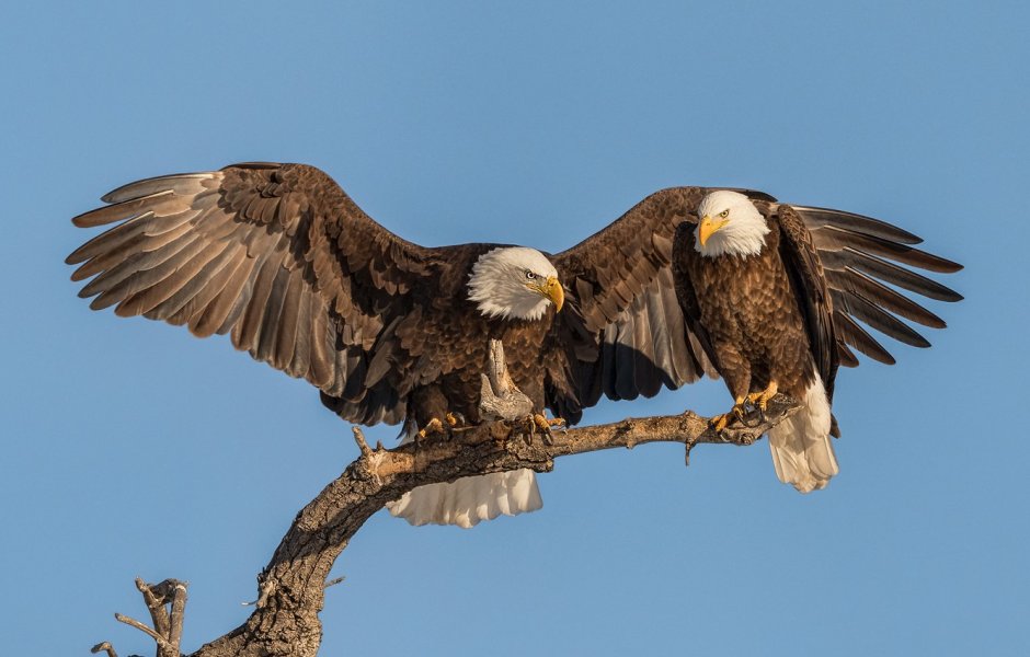 Орлан-белохвост белоголовый
