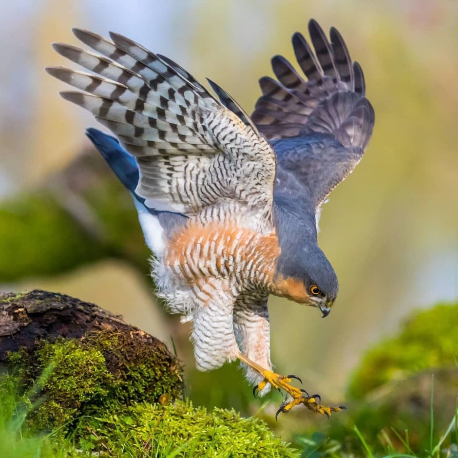 Коршун тетеревятник