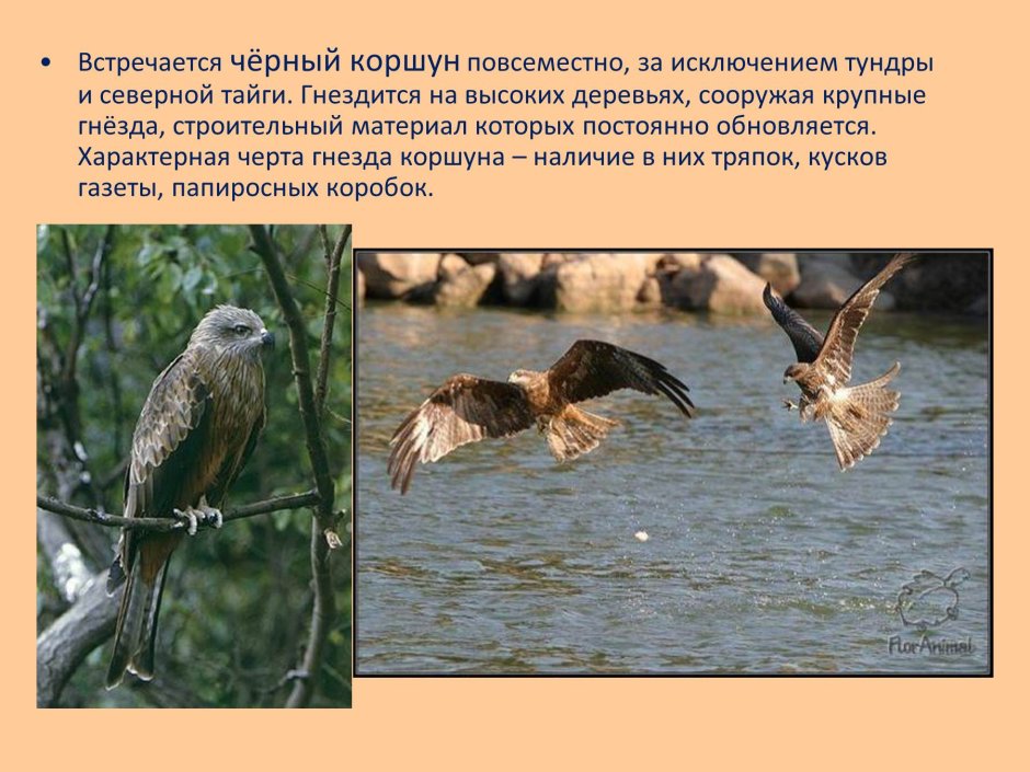 Коршун описание