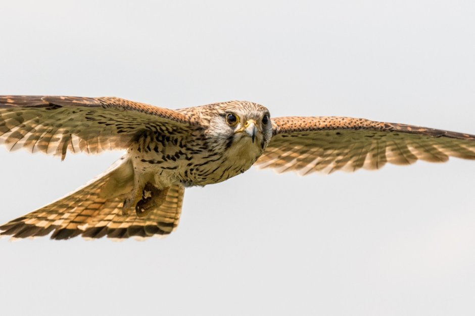 Евразийская пустельга