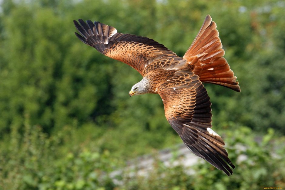 Птицы хищники