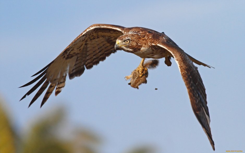 Степной Коршун