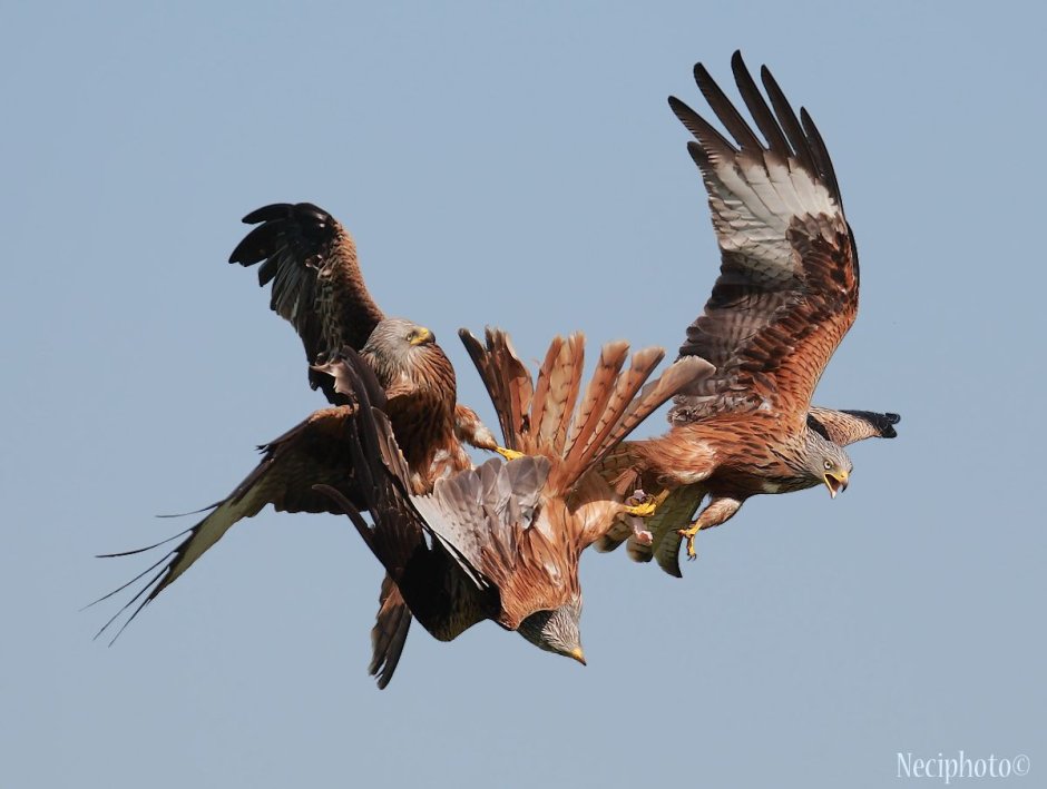 Подражание коршуна