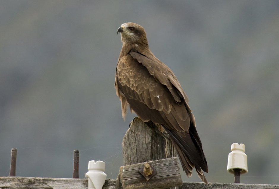 Широкоротый Коршун