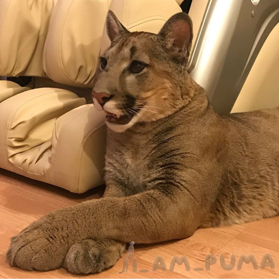 Месси кошка Пума