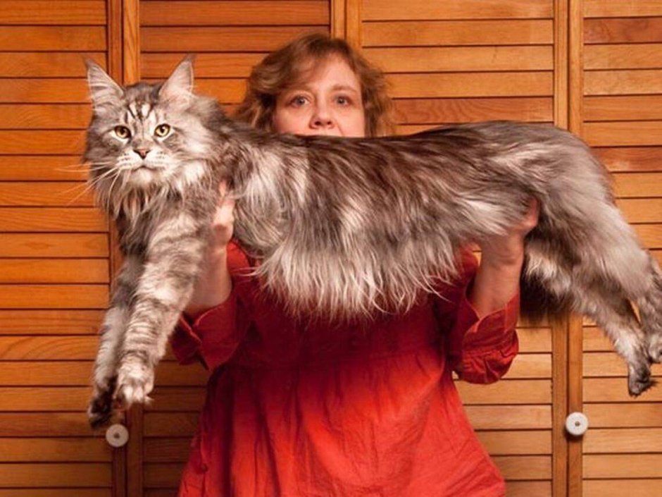 Кот Мейн кун Стьюи