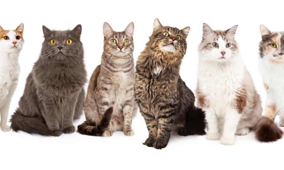 6 Котят разных пород