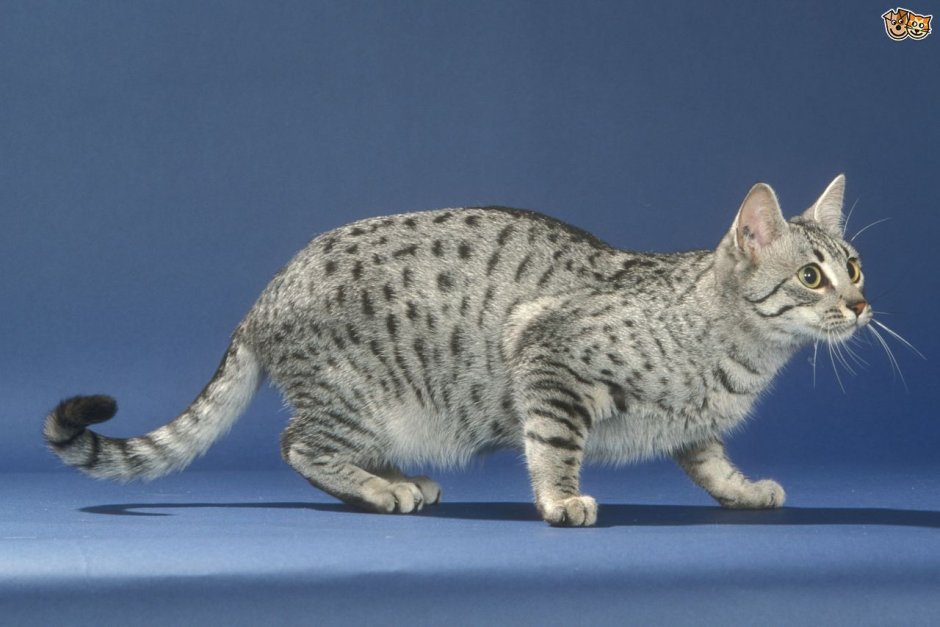 Египетская МАУ кошка