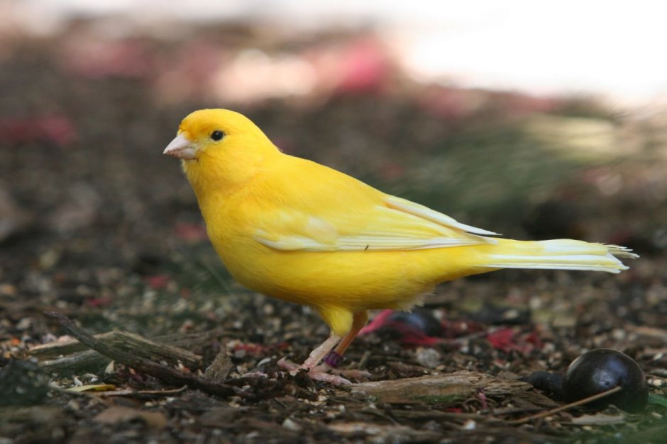 Yellow Finch