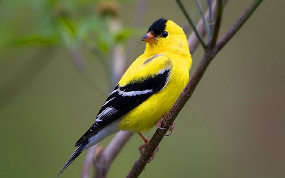 Chlorophonia cyanea