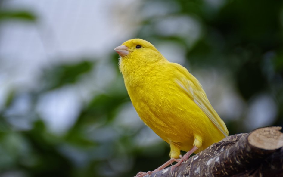 Saffron Finch