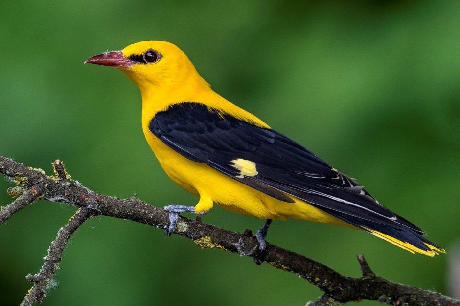 . Icterus pustulatus