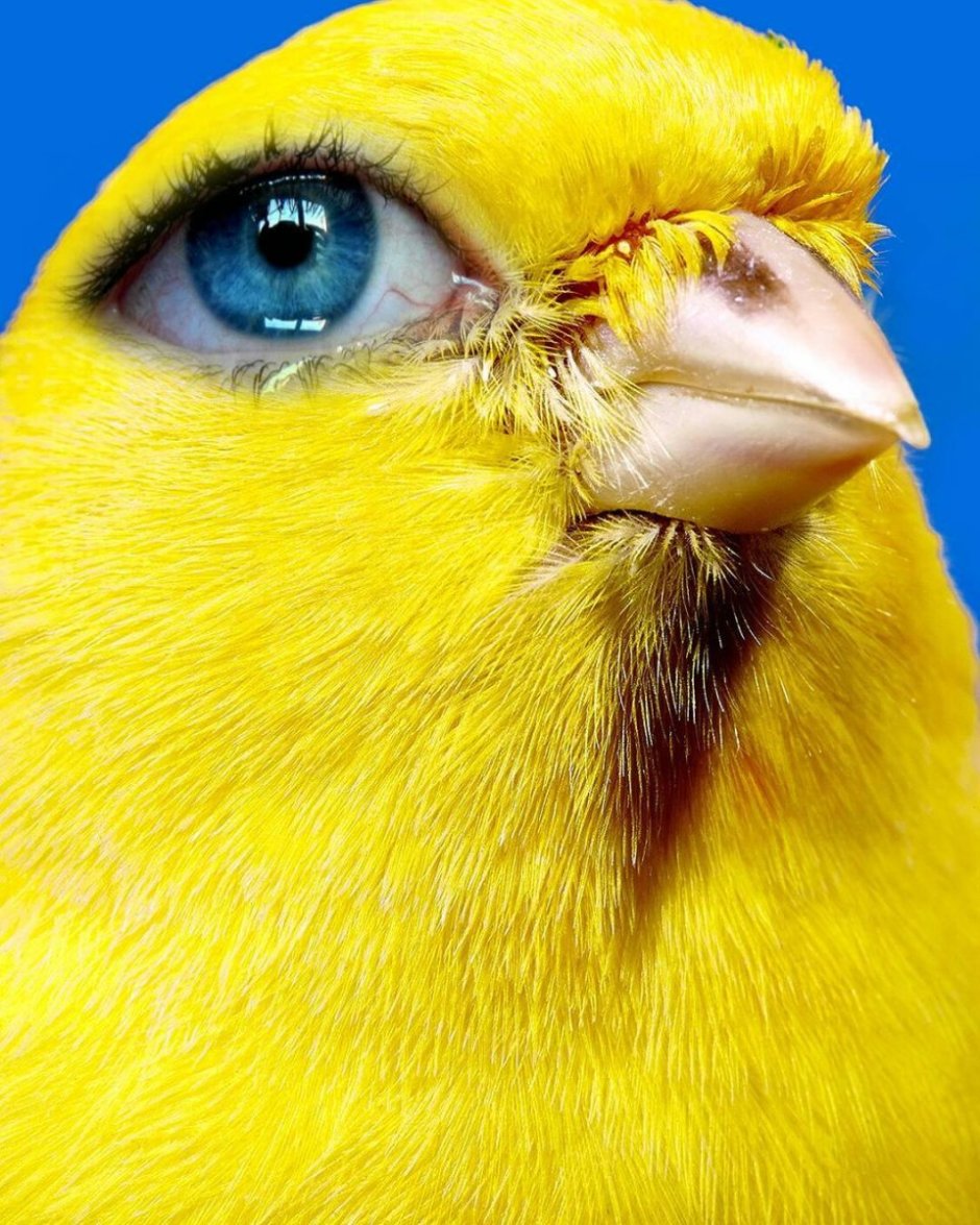 Yellow Warbler птица