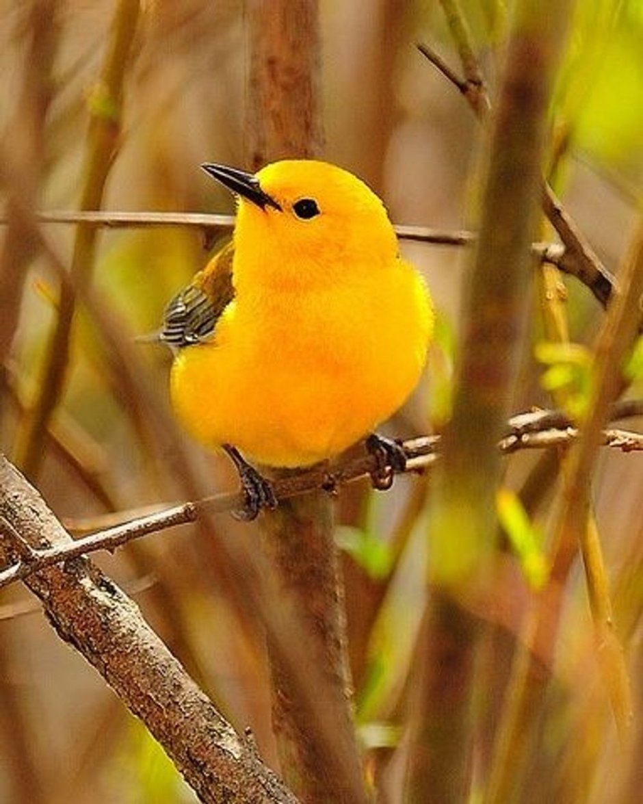 Icterus Melanopsis